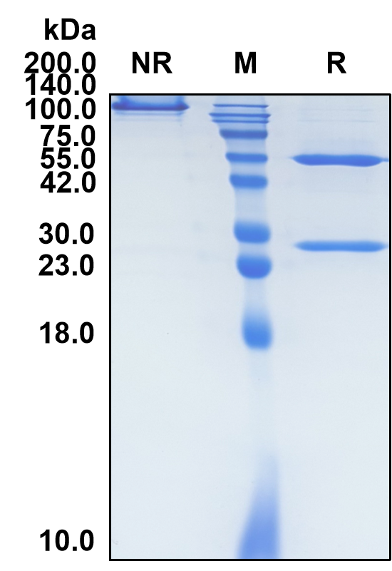 (Tegoprubart)Biosimilar Reference Antibody(CD40LG/CD154)(CAS NO:2628092-47-5)