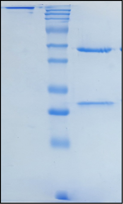 (Telazorlimab)Biosimilar Reference Antibody