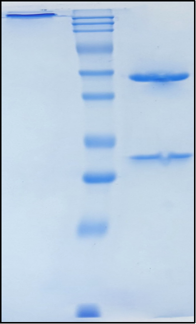 (Telisotuzumab)Biosimilar Reference Antibody
