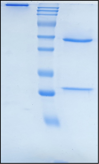 (Temelimab)Biosimilar Reference Antibody