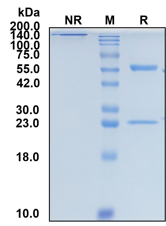 (Tenatumomab)Biosimilar Reference Antibody(TNC)(CAS NO:1412891-40-7)