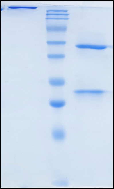 (Teneliximab)Biosimilar Reference Antibody