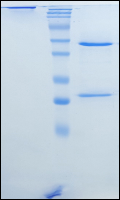 (Teplizumab)Biosimilar Reference Antibody