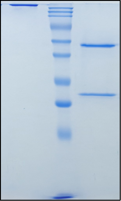 (Teprotumumab)Biosimilar Reference Antibody