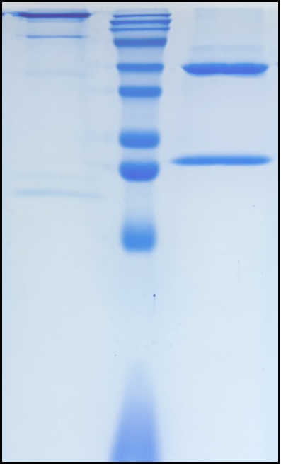 (Tesnatilimab)Biosimilar Reference Antibody
