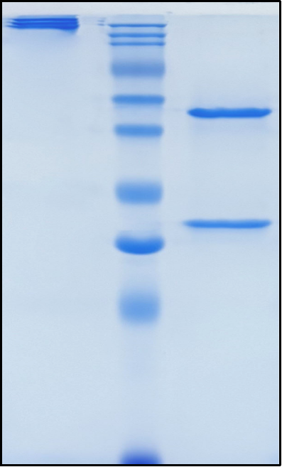 (Tifcemalimab)Biosimilar Reference Antibody