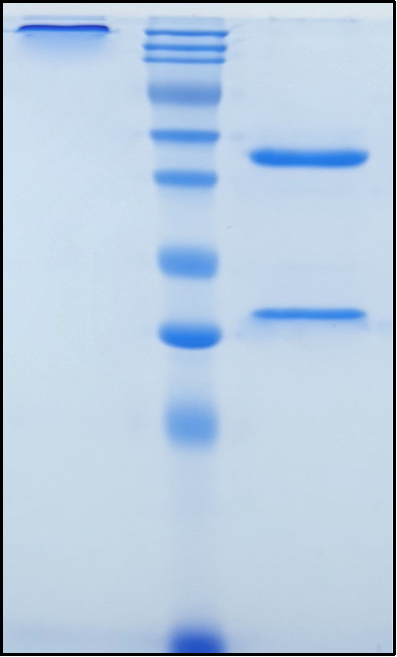 (Tildrakizumab)Biosimilar Reference Antibody
