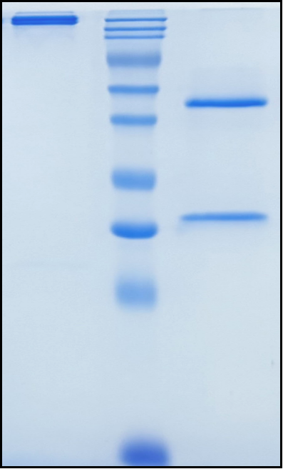 (Tilogotamab)Biosimilar Reference Antibody