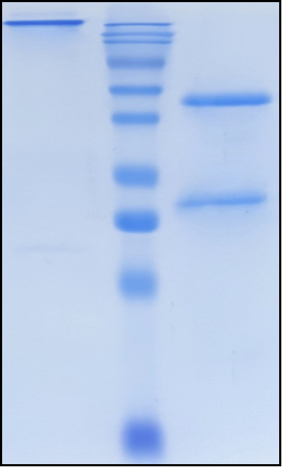 (Tilvestamab)Biosimilar Reference Antibody