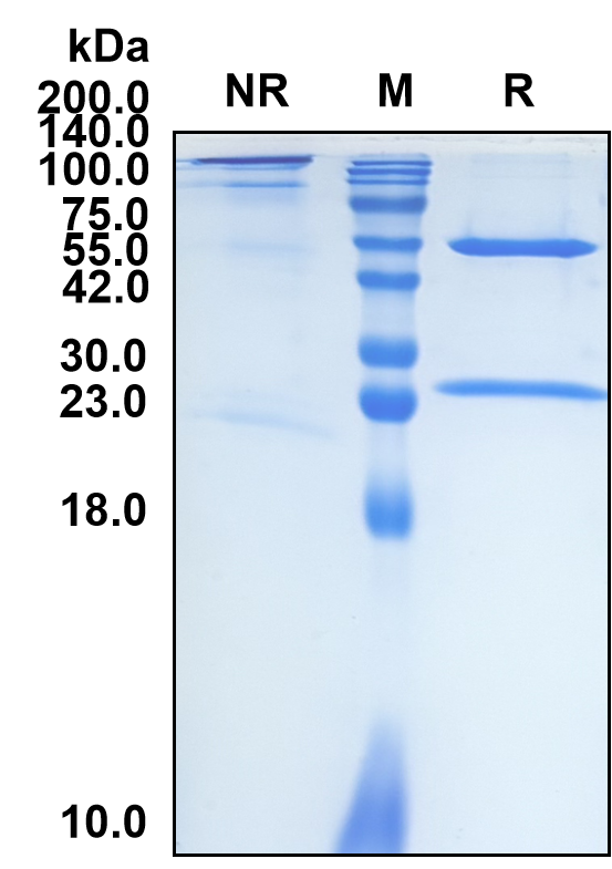(Timigutuzumab)Biosimilar Reference Antibody(ERBB2/CD340/HER2)(CAS NO:1665274-14-5)
