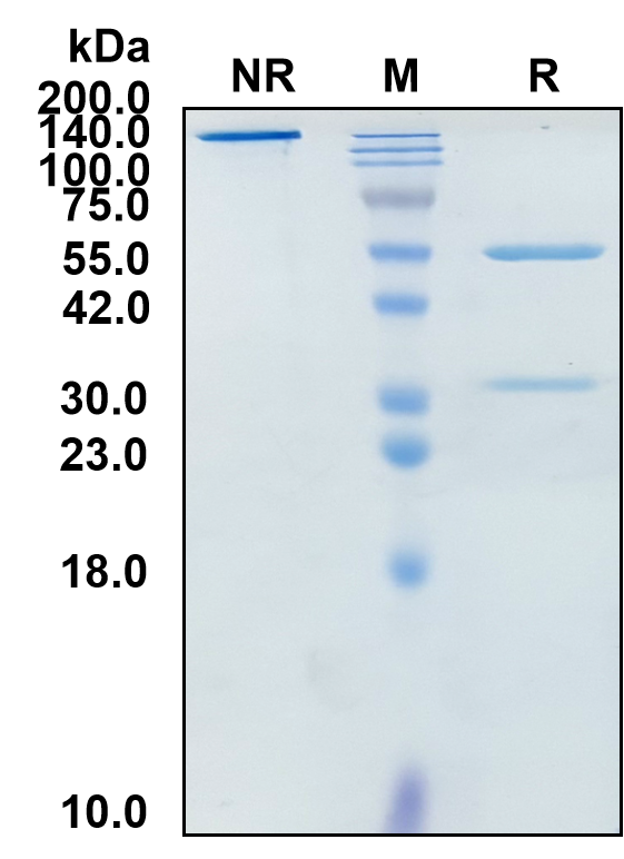 (Tirnovetmab)Biosimilar Reference Antibody(IL31 (Canine))(CAS NO:2364504-80-1)