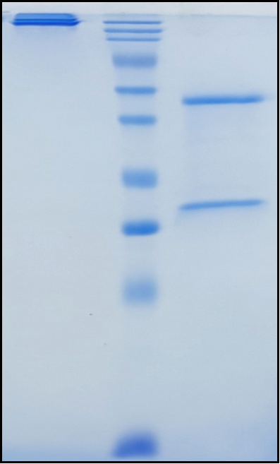 (Tislelizumab)Biosimilar Reference Antibody