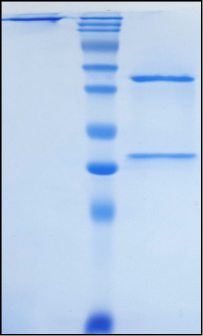 (Tisotumab)Biosimilar Reference Antibody