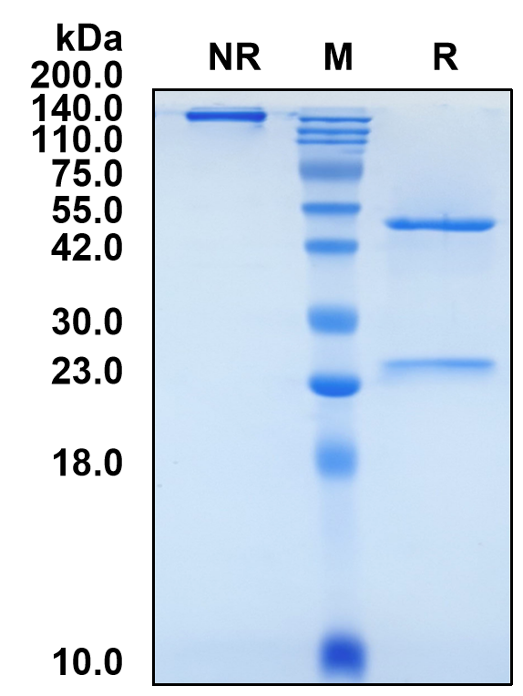 (Tobevibart)Biosimilar Reference Antibody