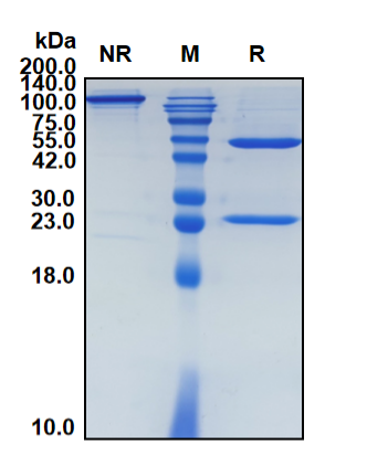 (Tocilizumab)Biosimilar Reference Antibody(IL6R/CD126)(CAS NO:375823-41-9)