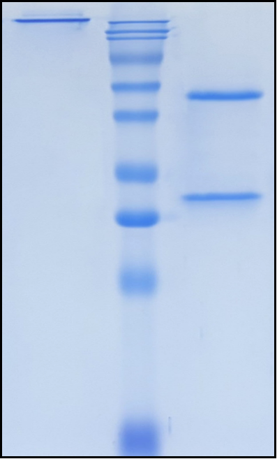(Tomaralimab)Biosimilar Reference Antibody