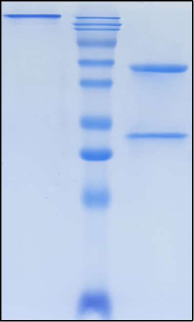 (Tomuzotuximab)Biosimilar Reference Antibody