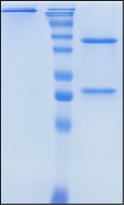 (Toripalimab)Biosimilar Reference Antibody