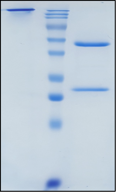 (Tovetumab)Biosimilar Reference Antibody
