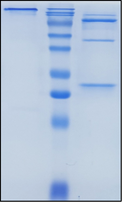 (Tozorakimab)Biosimilar Reference Antibody