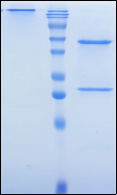 (Trabikibart)Biosimilar Reference Antibody