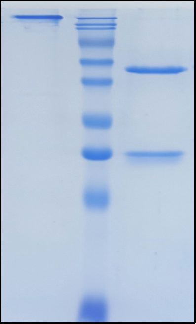(Traxivitug)Biosimilar Reference Antibody