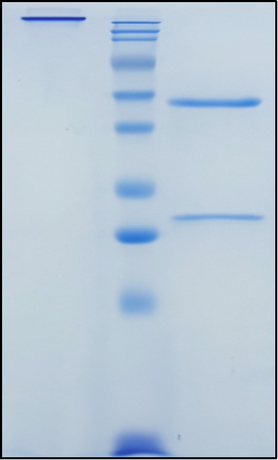 (Tremelimumab)Biosimilar Reference Antibody