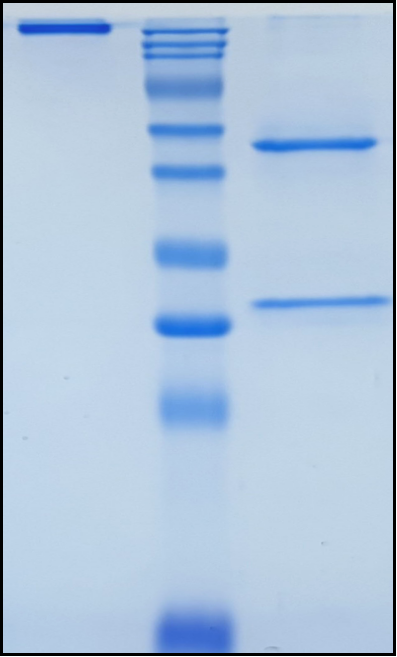(Trevogrumab)Biosimilar Reference Antibody