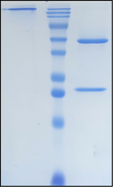 (Tucotuzumab)Biosimilar Reference Antibody