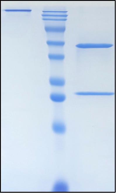 (Tulisokibart)Biosimilar Reference Antibody