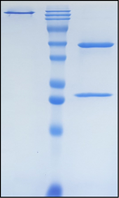 (Tuparstobart)Biosimilar Reference Antibody