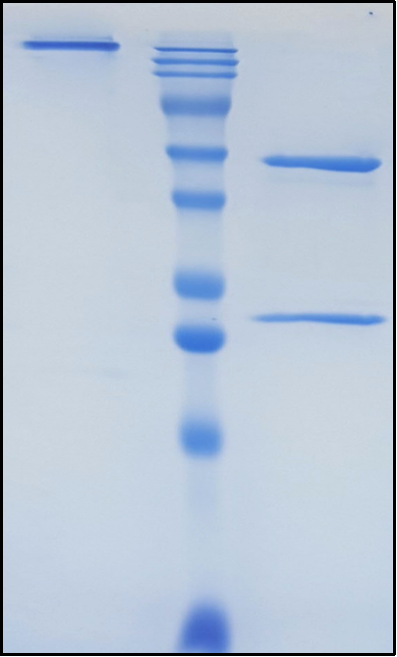 (Tusamitamab)Biosimilar Reference Antibody