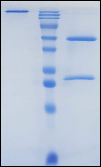 (Tuvonralimab)Biosimilar Reference Antibody