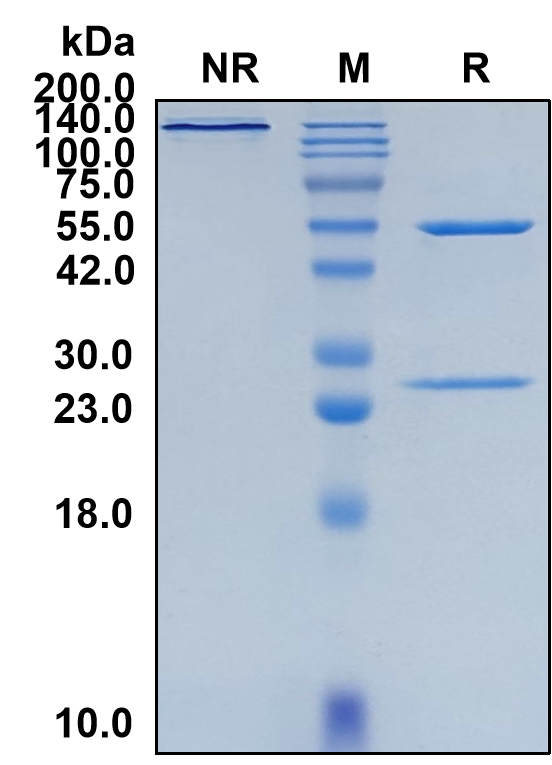 (Ulocuplumab)Biosimilar Reference Antibody(CXCR4/CD184)(CAS NO:1375830-34-4)