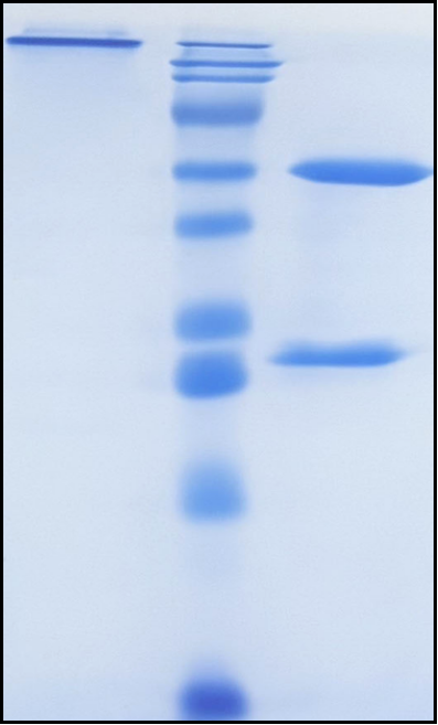 (Umesolerbart)Biosimilar Reference Antibody