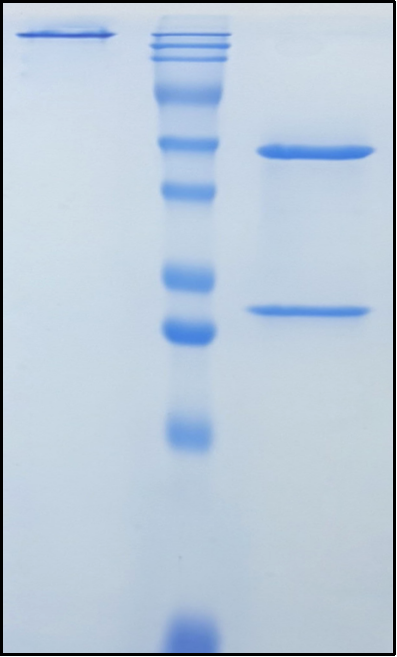 (Uprevstobart)Biosimilar Reference Antibody
