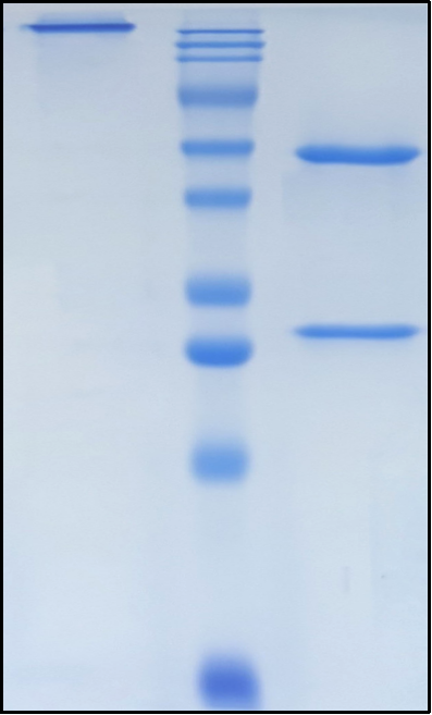 (Urabrelimab)Biosimilar Reference Antibody