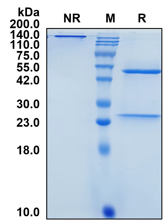 (Valanafusp)Biosimilar Reference Antibody(INSR/CD220)(CAS NO:1815583-32-4)