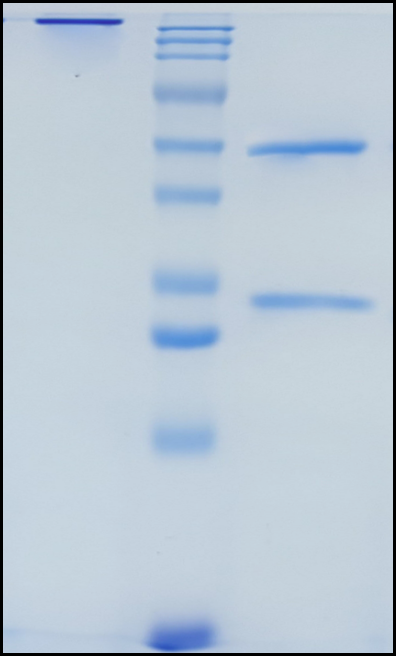 (Vamikibart)Biosimilar Reference Antibody