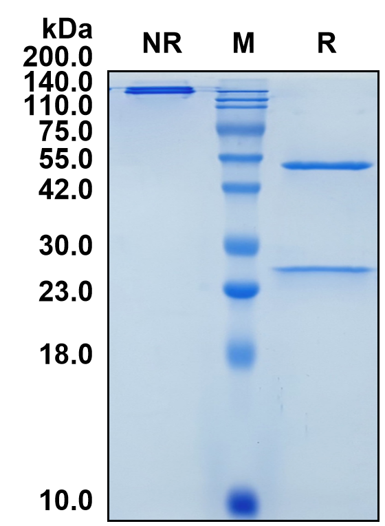 (Vandortuzumab)Biosimilar Reference Antibody(STEAP1)(CAS NO:1471985-92-8)