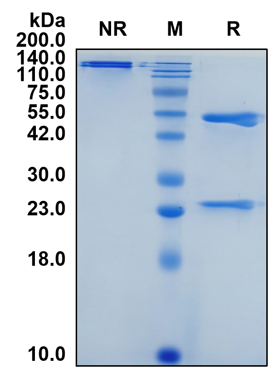 (Varisacumab)Biosimilar Reference Antibody(VEGFA)(CAS NO:1610010-60-0)