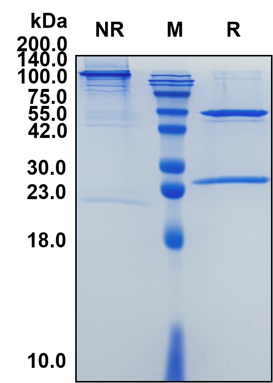 (Varlilumab)Biosimilar Reference Antibody