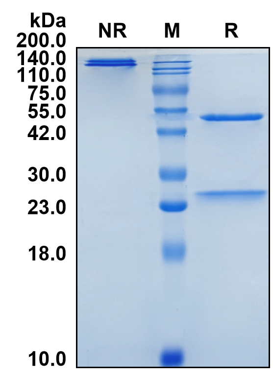 (Vedolizumab)Biosimilar Reference Antibody(ITGA4B7)(CAS NO:943609-66-3)