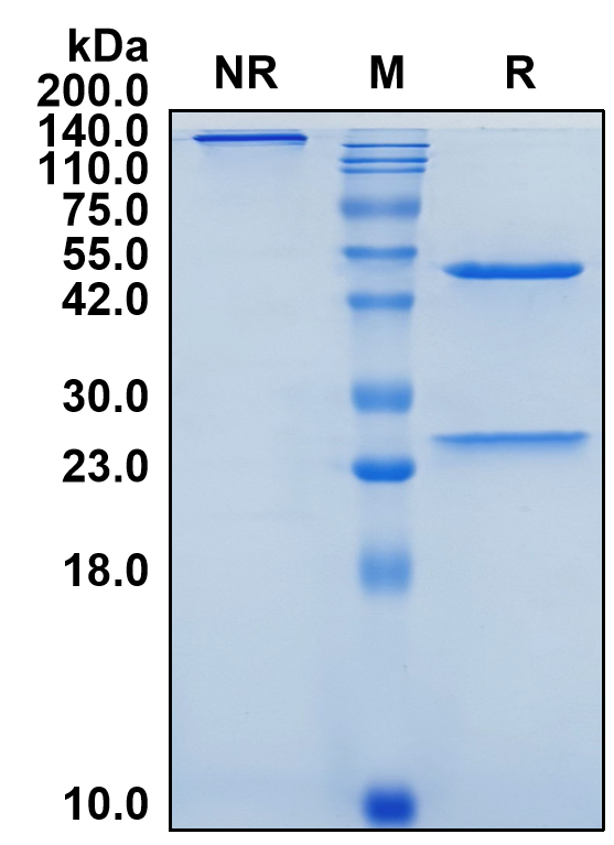 (Veligrotug)Biosimilar Reference Antibody(IGF1R/CD221)(CAS NO:2728655-31-8)
