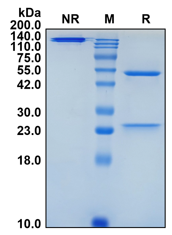 (Veltuzumab)Biosimilar Reference Antibody(MS4A1/CD20)(CAS NO:728917-18-8)