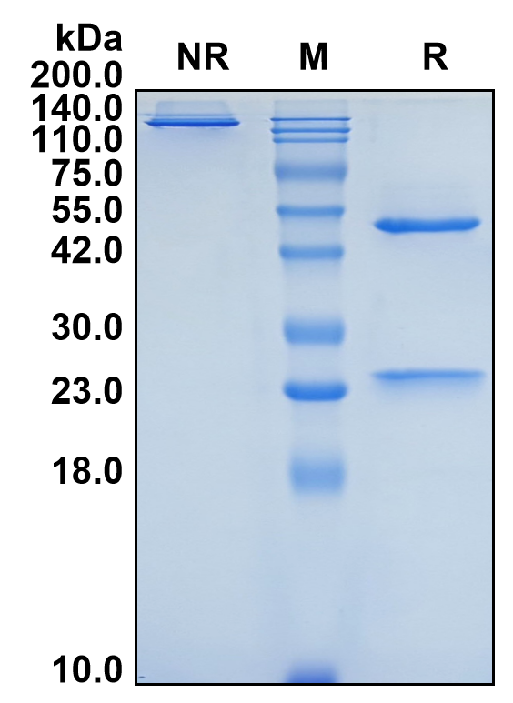 (Venanprubart)Biosimilar Reference Antibody(BTLA/CD272)(CAS NO:2635407-50-8)