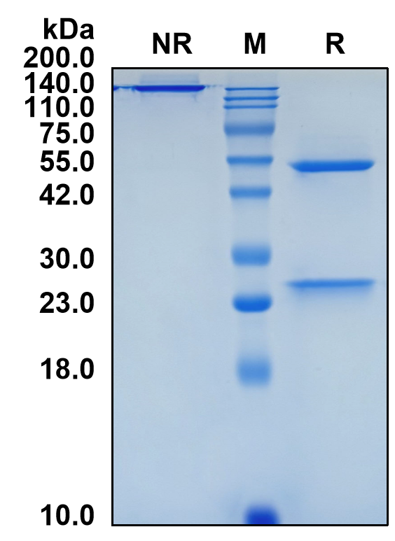 (Vensobafusp)Biosimilar Reference Antibody(C5)(CAS NO:2724922-85-2)