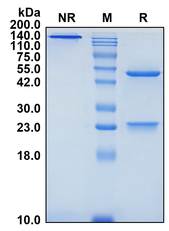 (Verzistobart)Biosimilar Reference Antibody(HAVCR2/TIM3)(CAS NO:2649466-18-0)