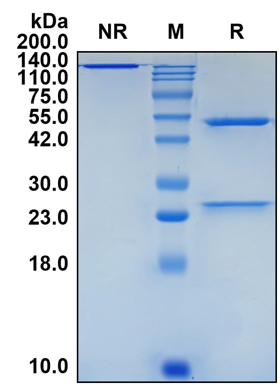 (Vesencumab)Biosimilar Reference Antibody(NRP1)(CAS NO:1205533-60-3)