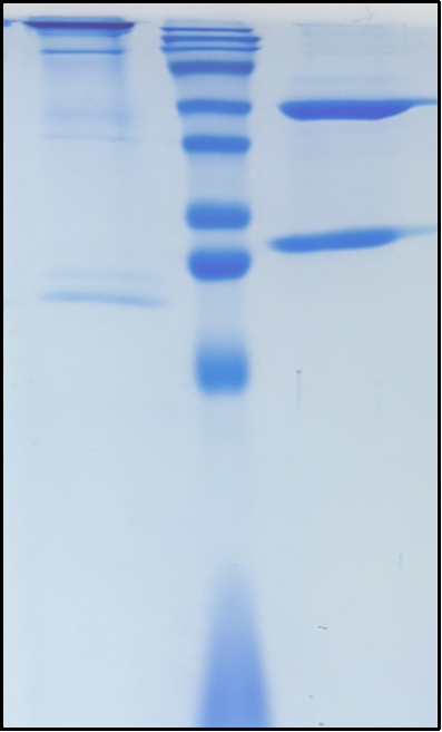 (Vibostolimab)Biosimilar Reference Antibody